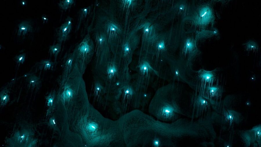 Waitangi: Kawiti Glow Worm Cave & Opua Kauri Forest Walk - A cave tour with more than glowworms