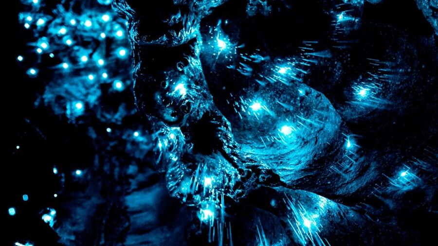 Waitangi: Kawiti Glow Worm Cave & Opua Kauri Forest Walk - Is $141 good value?