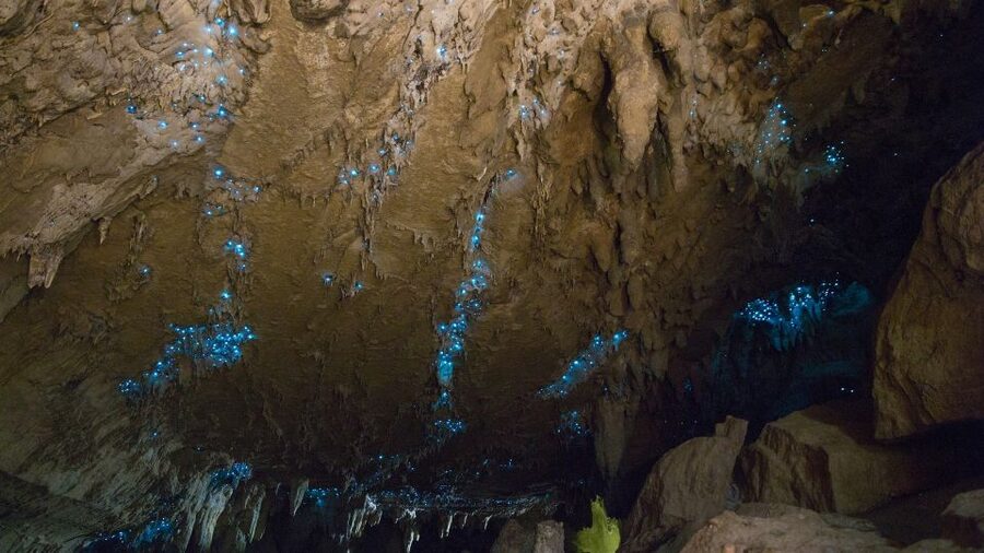 Waitangi: Kawiti Glow Worm Cave & Opua Kauri Forest Walk - Inside Kawiti Cave beneath the glowworm ceiling