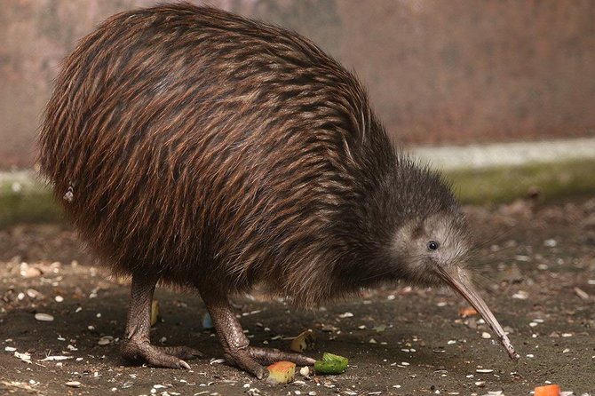 Waitomo Caves & Rotorua - Te Puia Small-Group Tour from Auckland - Food, comfort, and what to bring