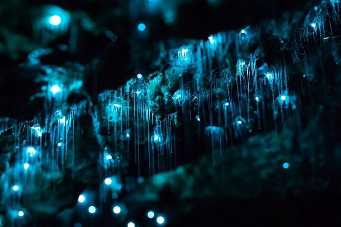 Waitomo Glow Worm Caves - The quiet boat ride under the glowworms