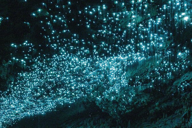 Waitomo Glowworm Caves Guided Tour - Why the glowworms are worth seeing