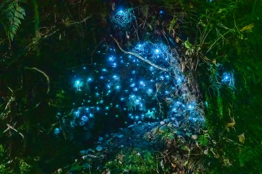 Waitomo: Glowworm Caves Guided Tour by Boat - Why the Waitomo glowworms are worth seeing