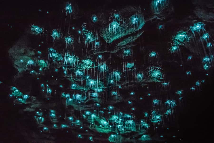 Waitomo: Glowworm Caves Guided Tour by Boat - How it compares with a longer cave adventure