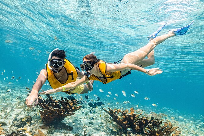 With Turtles, Shipwreck, Cenote, and Reef and Transport Included - Looking for turtles in open water