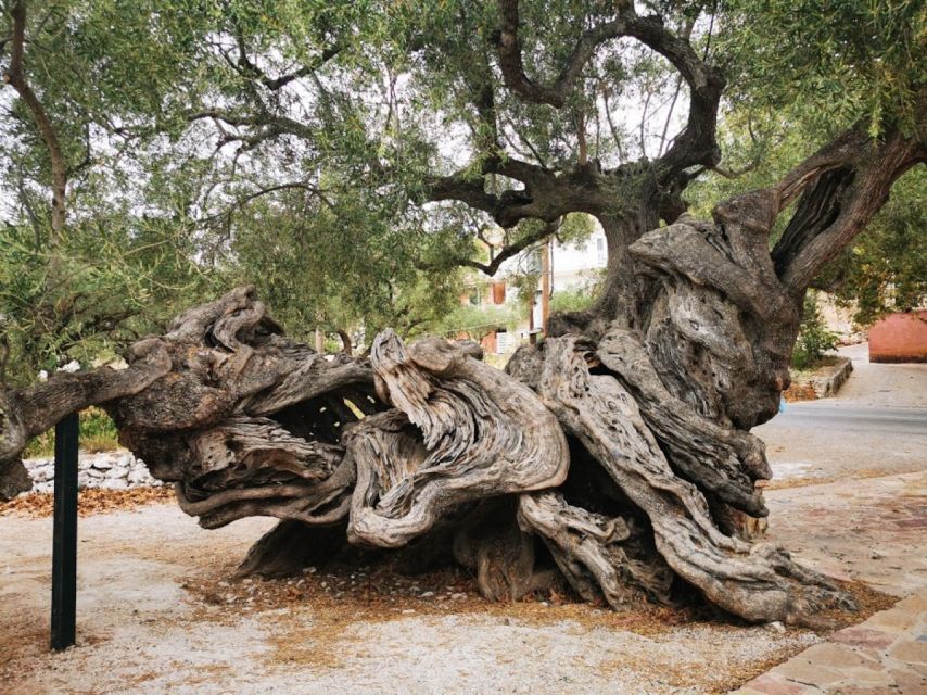 Zakynthos: early morning Shipwreck,Blue Caves and view point - Exo Chora and the ancient olive tree