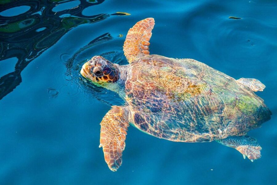 Zakynthos: Turtle Island & Keri Caves Glass-Bottom Boat Tour - A morning on the water from Agios Sostis