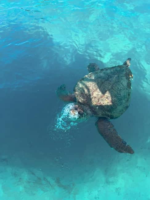 Zakynthos: Turtles, Marathonisi & Keri Caves Speedboat Tour - Key points to know before booking