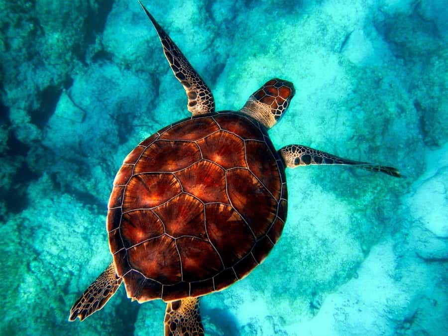 Zanzibar: Mnemba Island, Prison Island and Salaam Cave Tour - Key points to know before booking