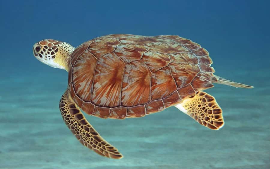 Zanzibar: Mnemba Island, Prison Island and Salaam Cave Tour - Salaam Cave near Kizimkazi and the sea turtles