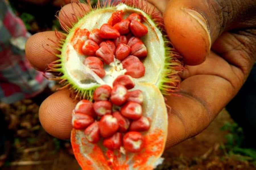 Zanzibar: Mnemba Island, Prison Island and Salaam Cave Tour - Should you book the Mnemba, Prison Island, and Salaam Cave tour?