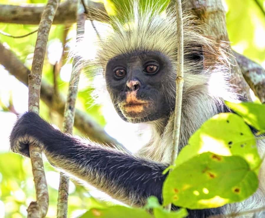 Zanzibar: Prison Island, Monkeys, and Kuza Cave Private Tour - Paje Beach gives you a slower stretch