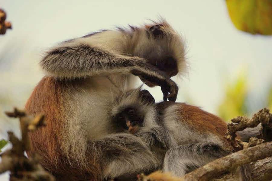 Zanzibar: Prison Island, Monkeys, and Kuza Cave Private Tour - The Rock Restaurant is a view with a meal option