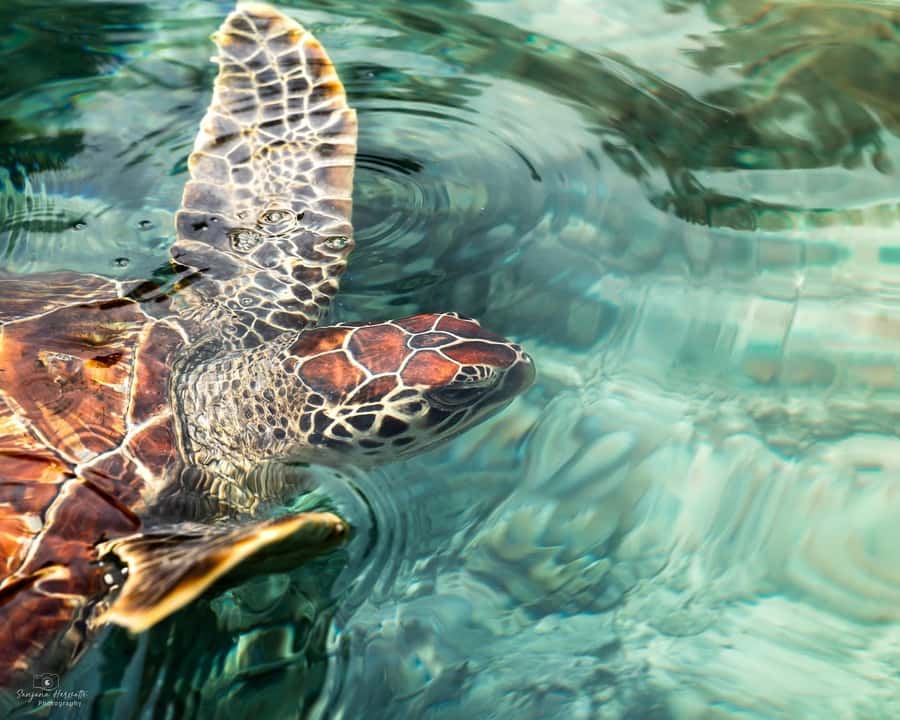 Zanzibar: Sea Turtle Swim at Salam Cave in Kizimkazi Village - Key points at a glance