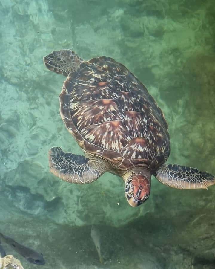 Zanzibar: Sea Turtle Swim at Salam Cave in Kizimkazi Village - Arriving at Salaam Cave Aquarium