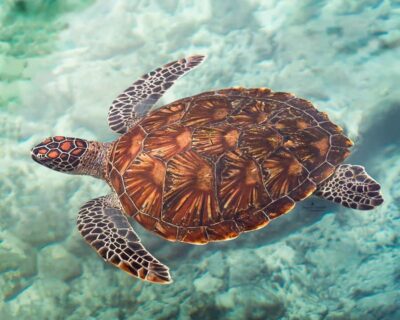 Zanzibar: Sea Turtle Swim at Salam Cave in Kizimkazi Village