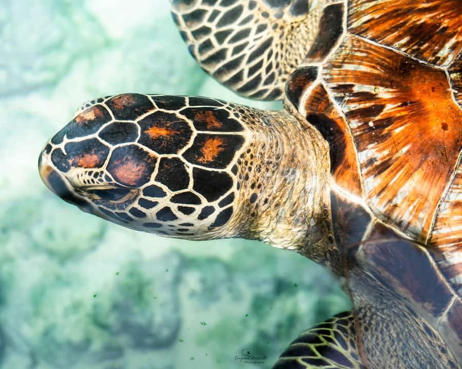 Zanzibar: Sea Turtle Swim at Salam Cave in Kizimkazi Village - Why an early start makes a difference