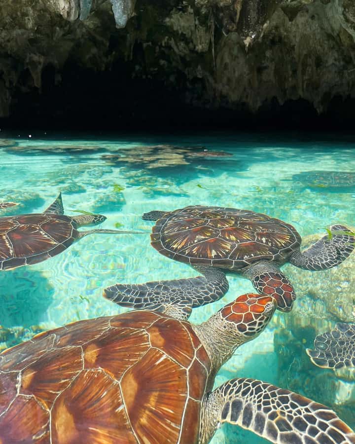 Zanzibar: Sea Turtle Swim at Salam Cave in Kizimkazi Village - Is $50 a fair price?