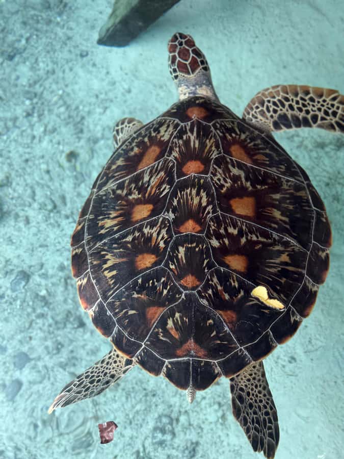Zanzibar: Sea Turtle Swim at Salam Cave in Kizimkazi Village - Who should book this experience?